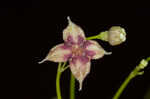 Arkansas bedstraw